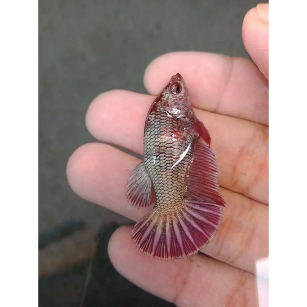 BETINA/FEMALE GIANT HMPK BERKUALITAS