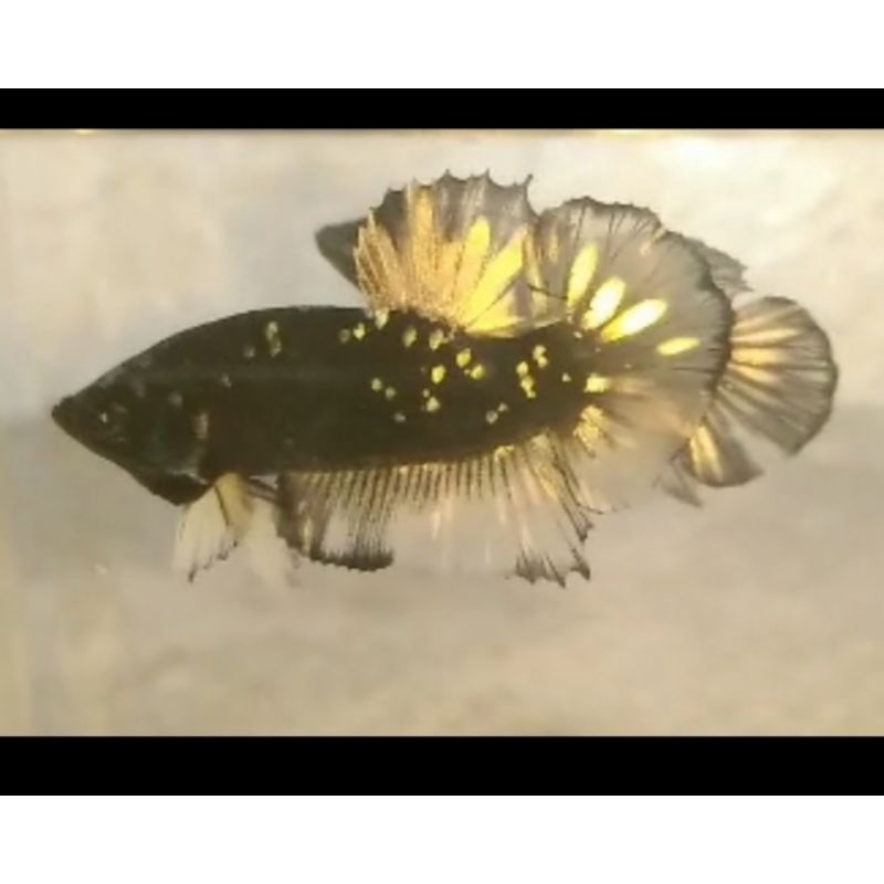Ikan Cupang Avatar yellow cooper