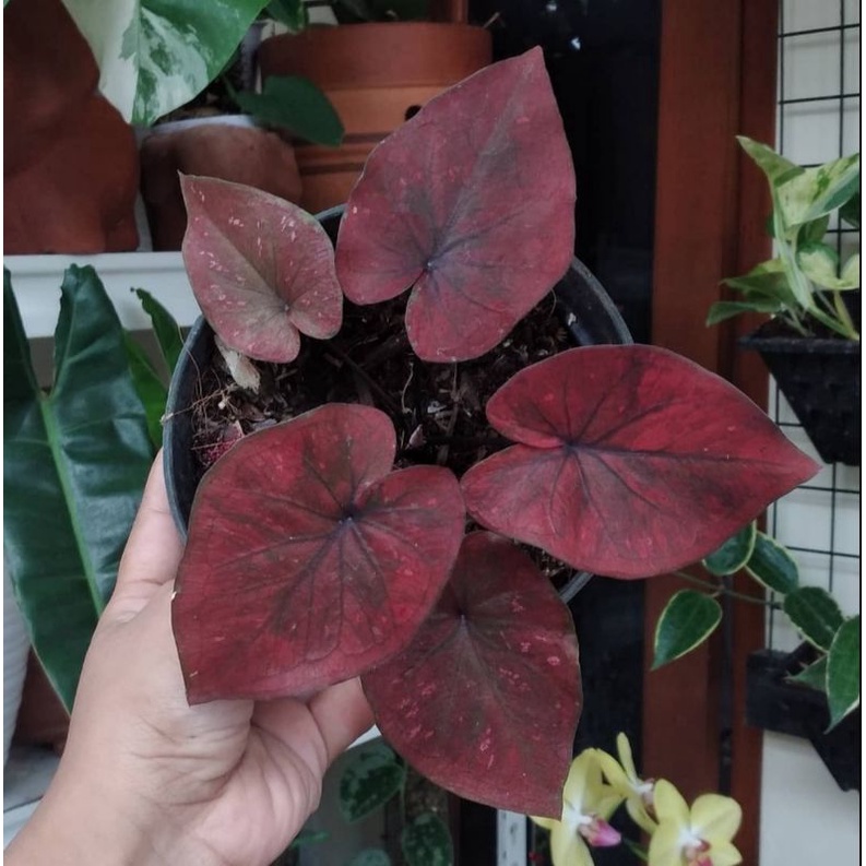 Tanaman hias caladium thai series caladium dealova bibit - keladi dealova -keladi import