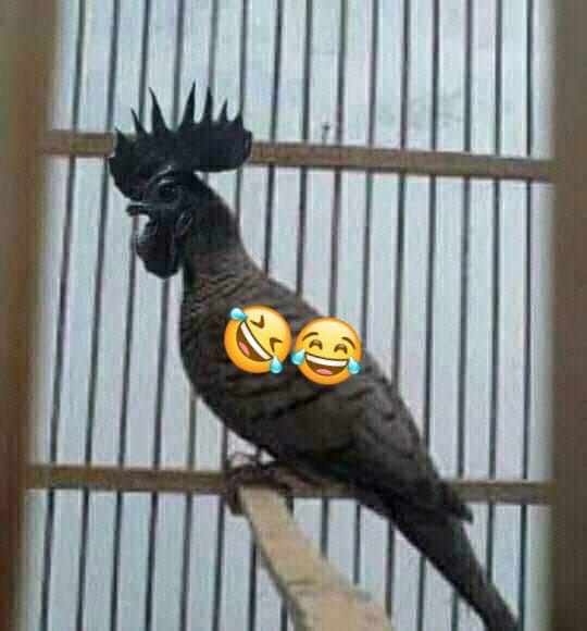 Handle Pintu Rumah Gp K Ck Kmb 25 Cm Tarikan Pintu Kotak 1x2cm Gagang Pintu Pipih Kunci Pintu Lemari