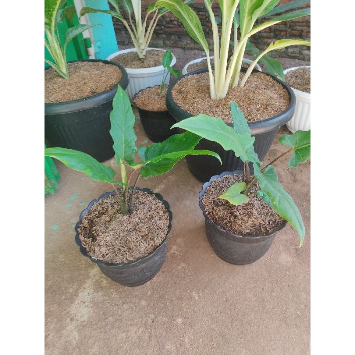 KELADI KERIS PAPUA / KELADI Black SIPIT