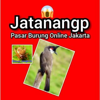 Awar Awar Mata Putih Shopee Indonesia