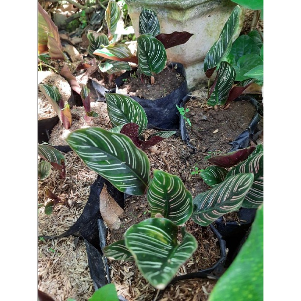 Calathea batik/calathea ornata