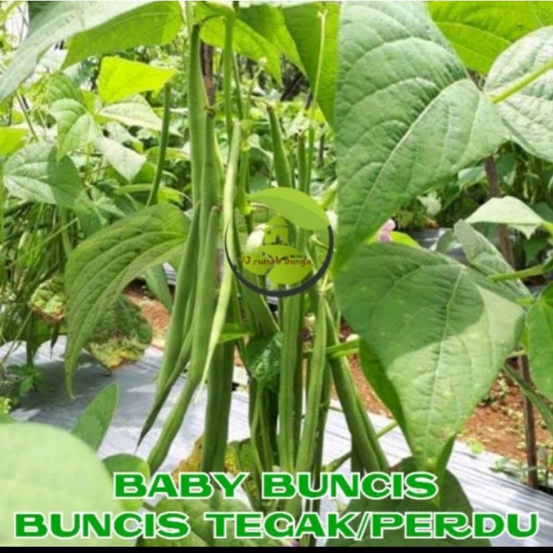 benih bibit sayuran baby buncis