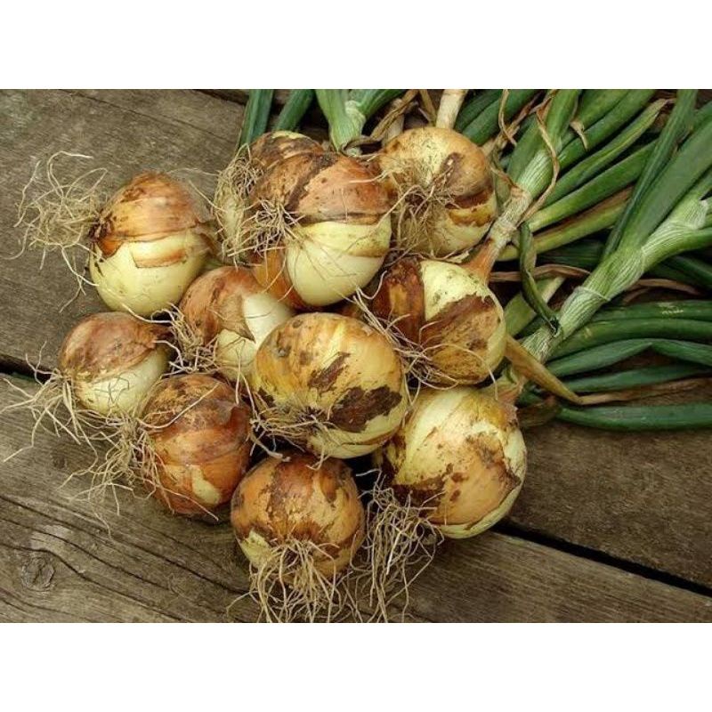 10 Biji Benih BAWANG BOMBAY berkualitas dan produktivitas tinggi