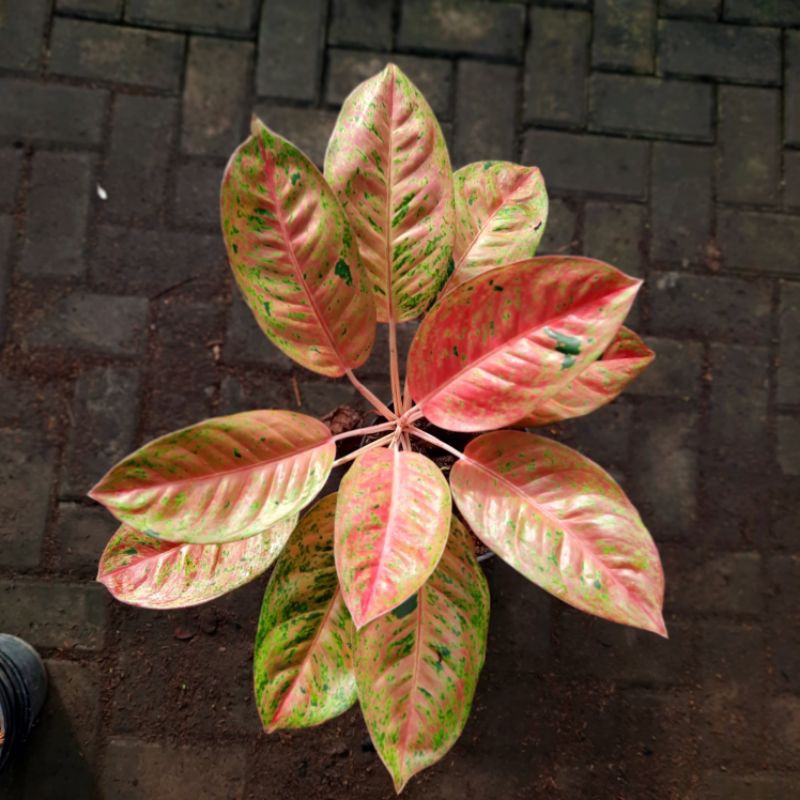 Aglaonema Big Roy