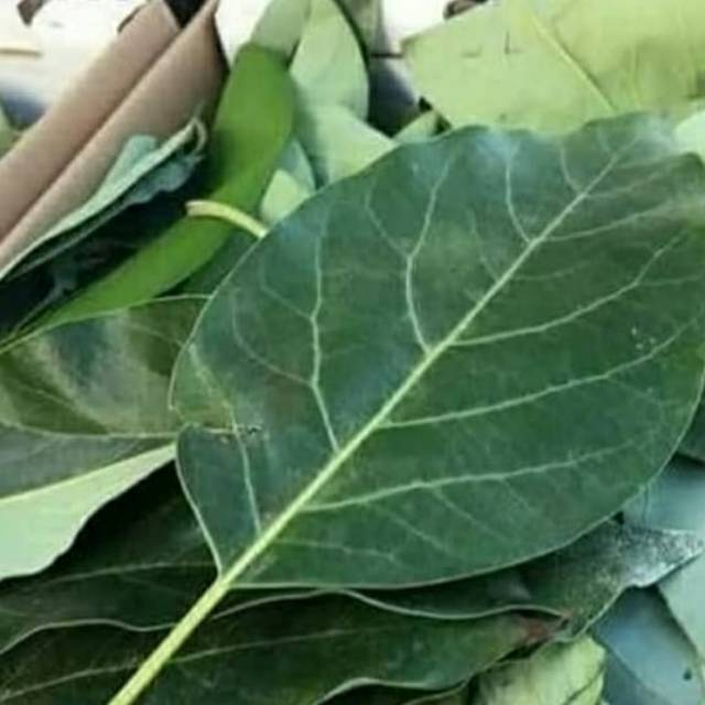 

Daun Alpukat Segar Baru Di Petik