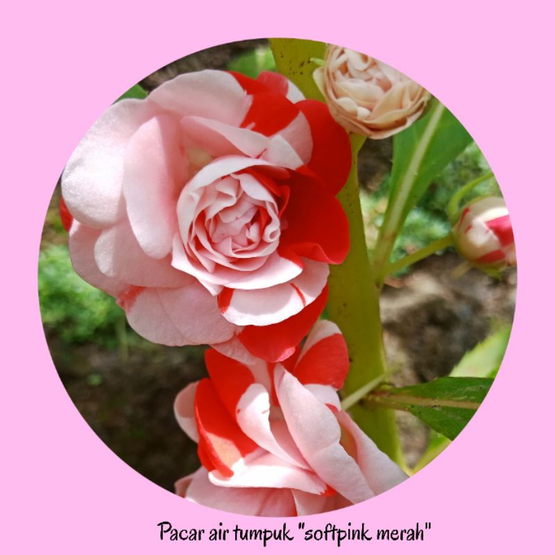 Benih pacar air tumpuk /balsamina