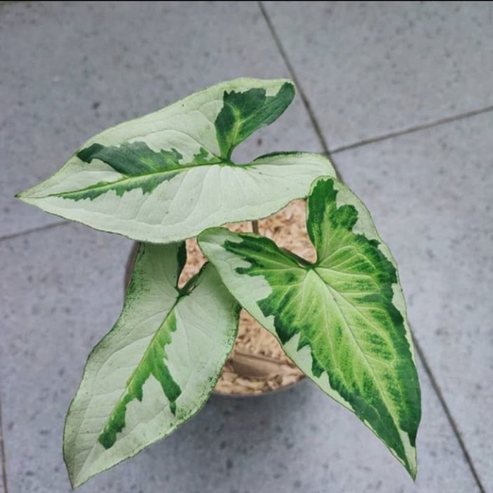 Singonium Magic Marble Threeking Tanaman Hias Singonium Tanaman Segar Terawat