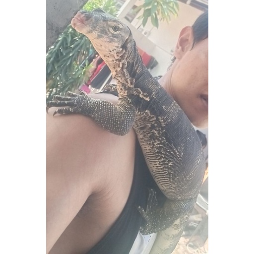 varanus/salva/biawak/bali