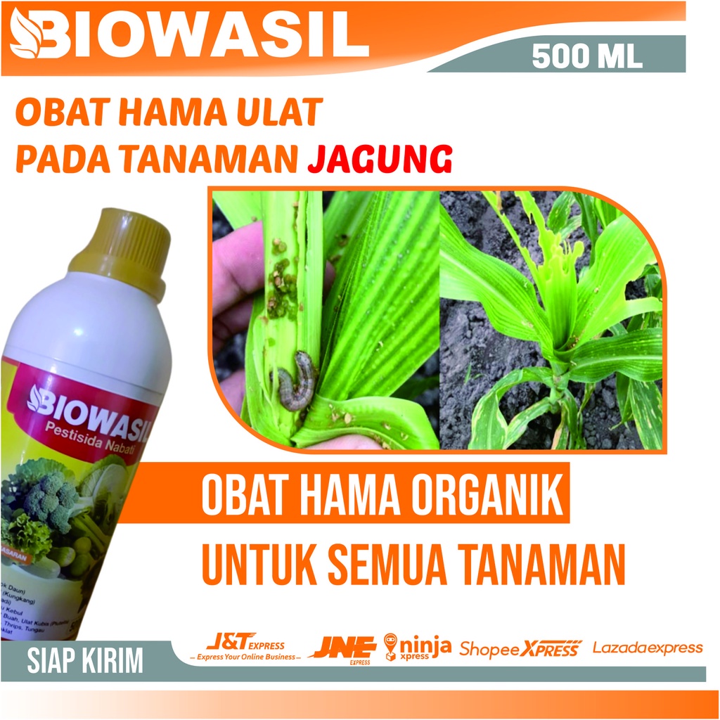 Pestisida Nabati Pembasmi Hama Ulat Pada Buah Jagung Alami - BIOWASIL 500 ML Obat Hama Ulat Grayak, 