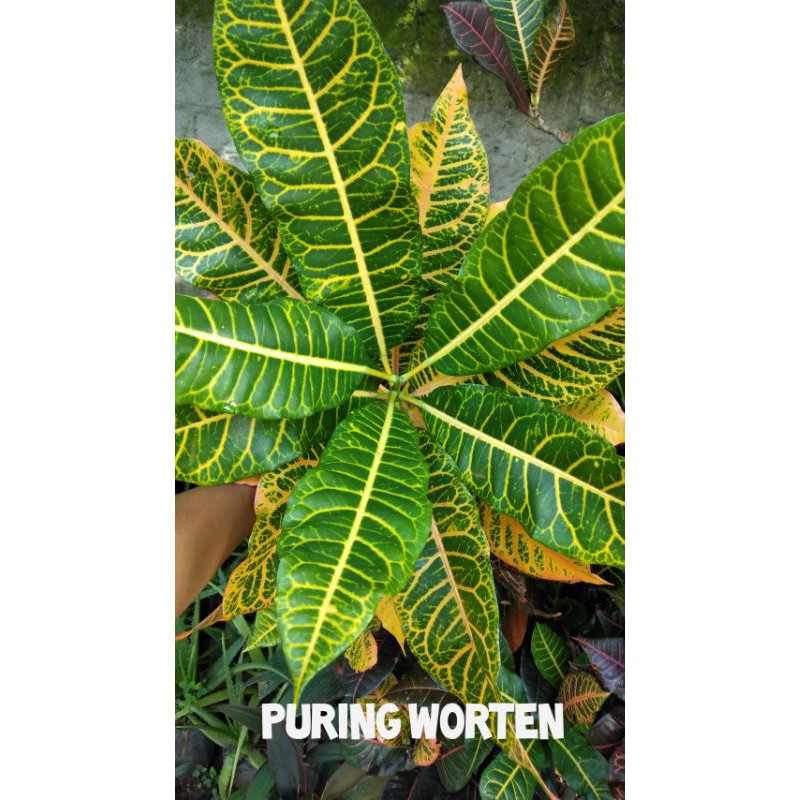 tanaman hias hidup pohon puring worten/tanamn hias pohon puring worten