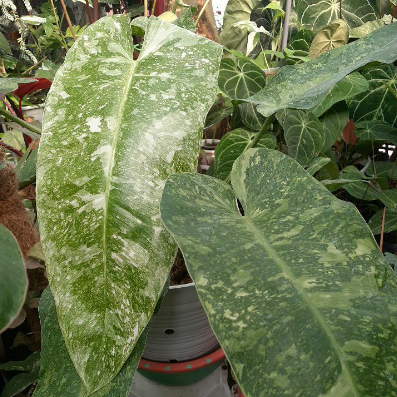 Philodendron Josebuono/philo josebuono