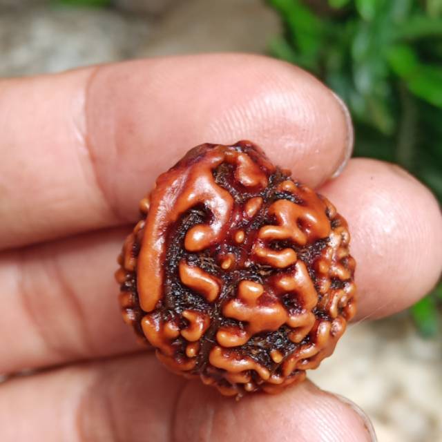 Jenitri rudraksha ganesha besar B
