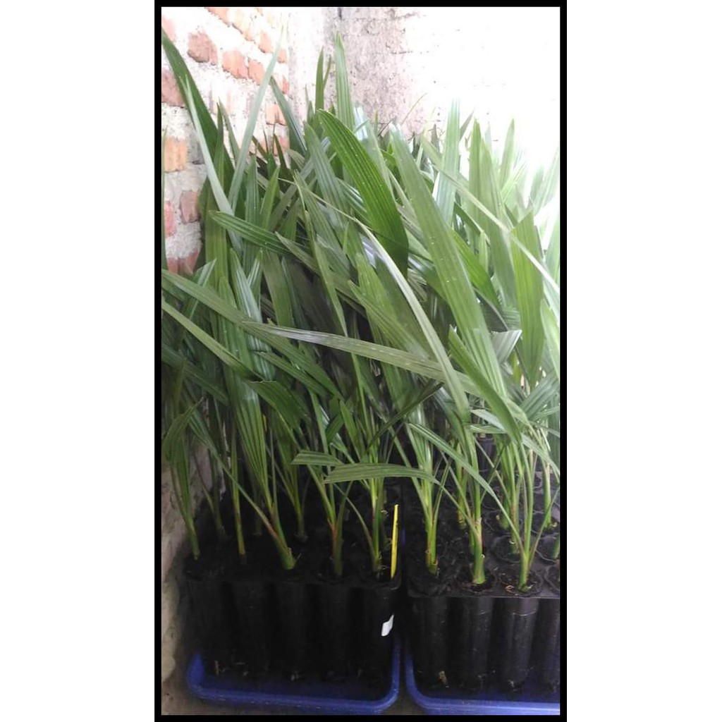 Bibit Kurma Tc Kultur Jaringan Asal Marionnet Uae Barhee Betina