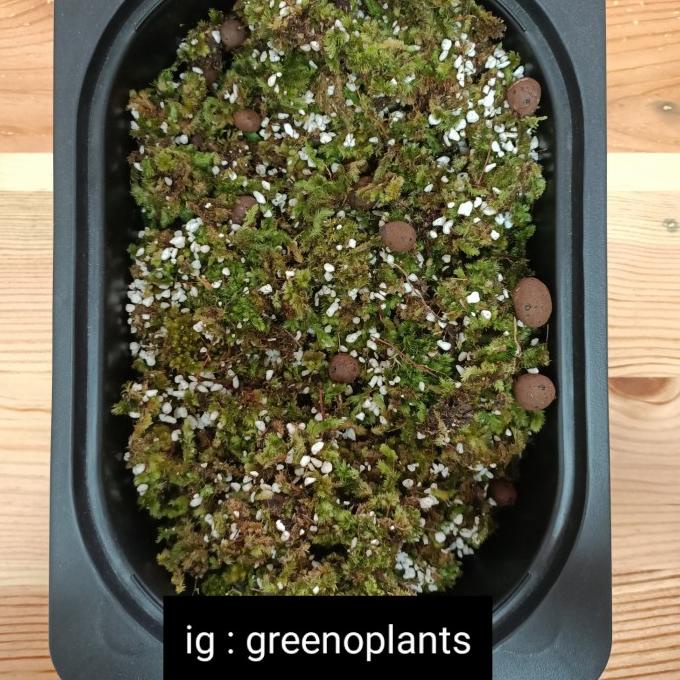 

TERBARU Lumut MANTUL greenOplants 500gr