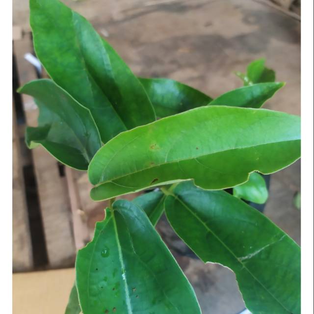 tanaman pohon Cincau perdu pohon cincau perdu daun cincau perdu