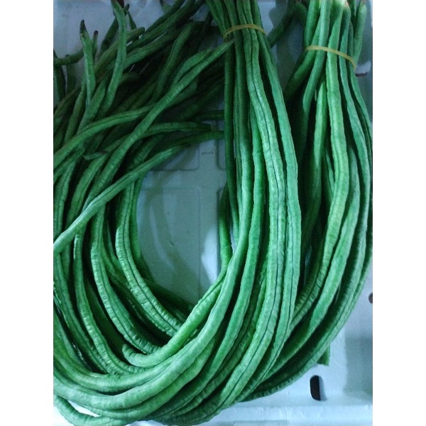 

kacang panjang