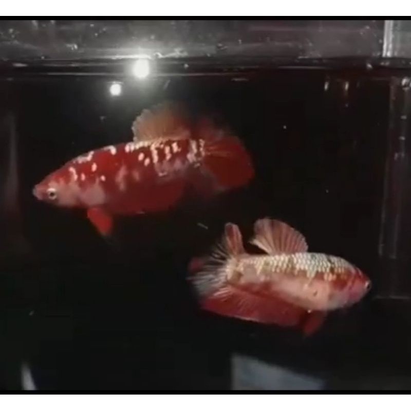 Ikan cupang Giant koi Copper gold BO 4,5 up.