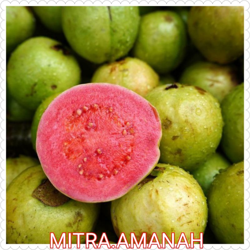 

BUAH JAMBU BIJI MERAH FRESH 500GR