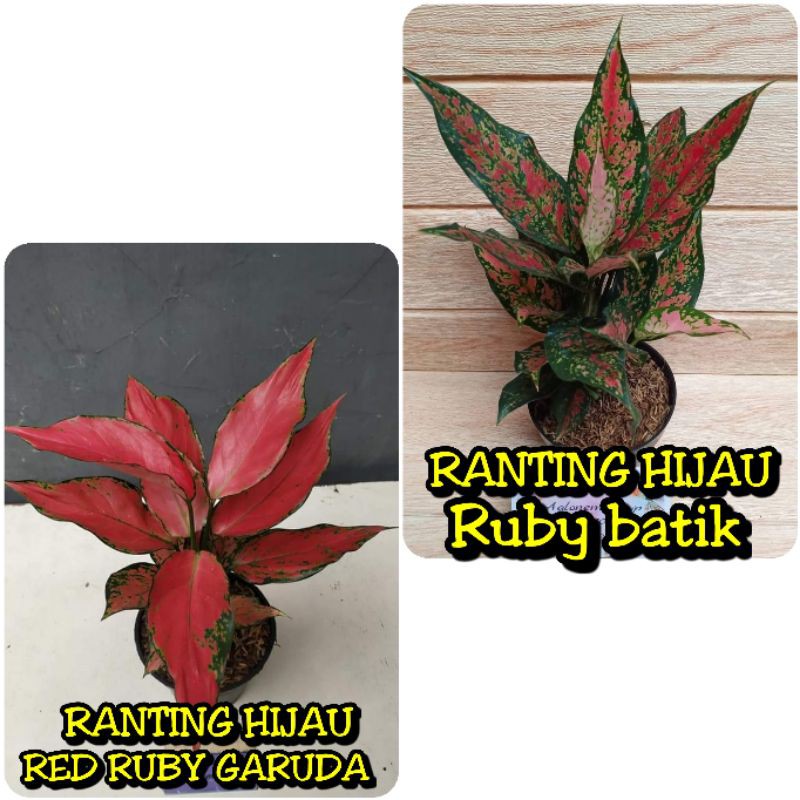 paket 2 bunga aglonema red Ruby garuda-Ruby Garuda batik/Rubi garuda