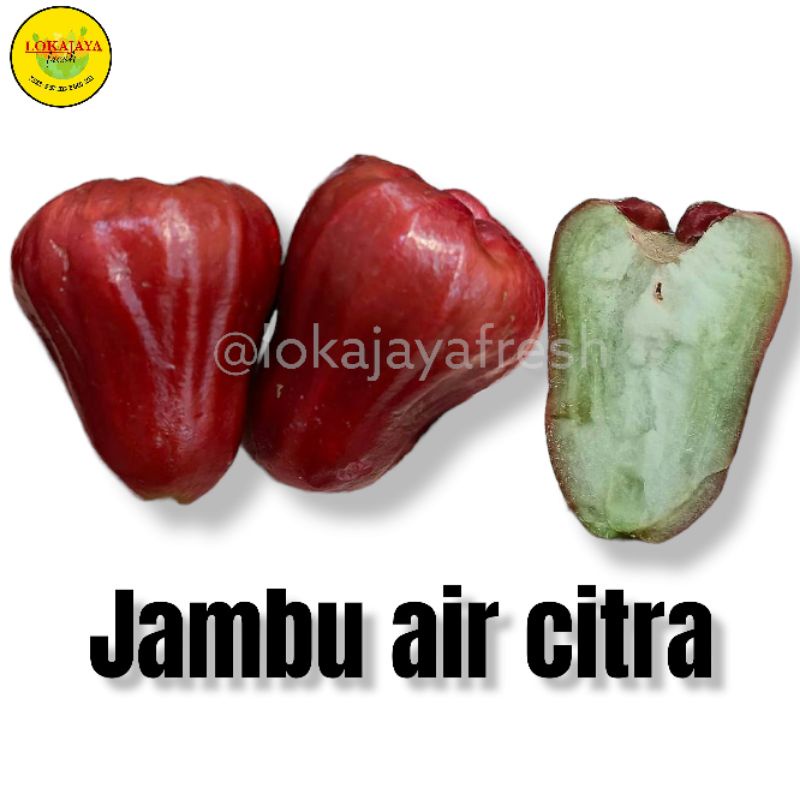 

Jambu Citra Super Manis Besar 1 Kg [pengiriman instant dan sameday]