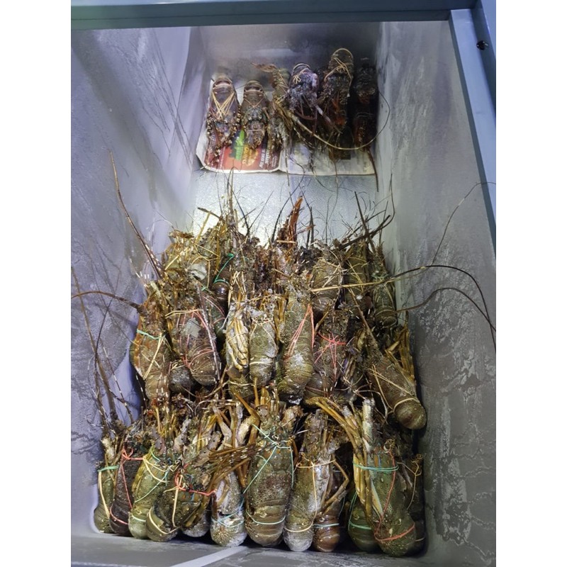 

lobster fresh high quality