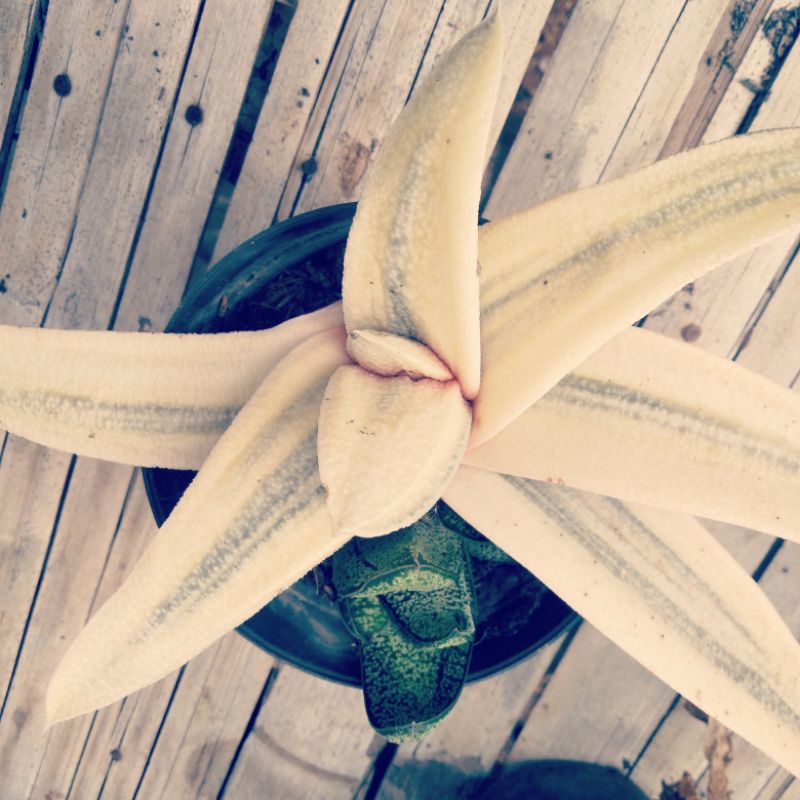 gasteria variegata putih