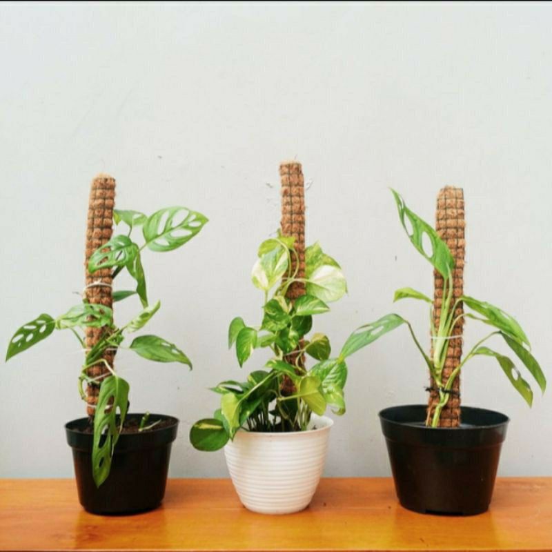 Turus penyangga tanaman 30cm