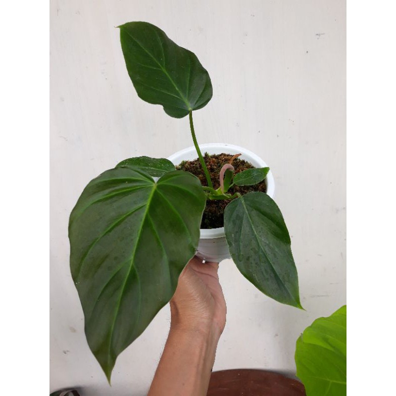 philodendron corsinianum