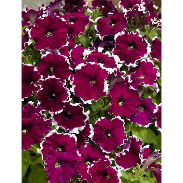Petunia Jumbo Frost Burgundy F1