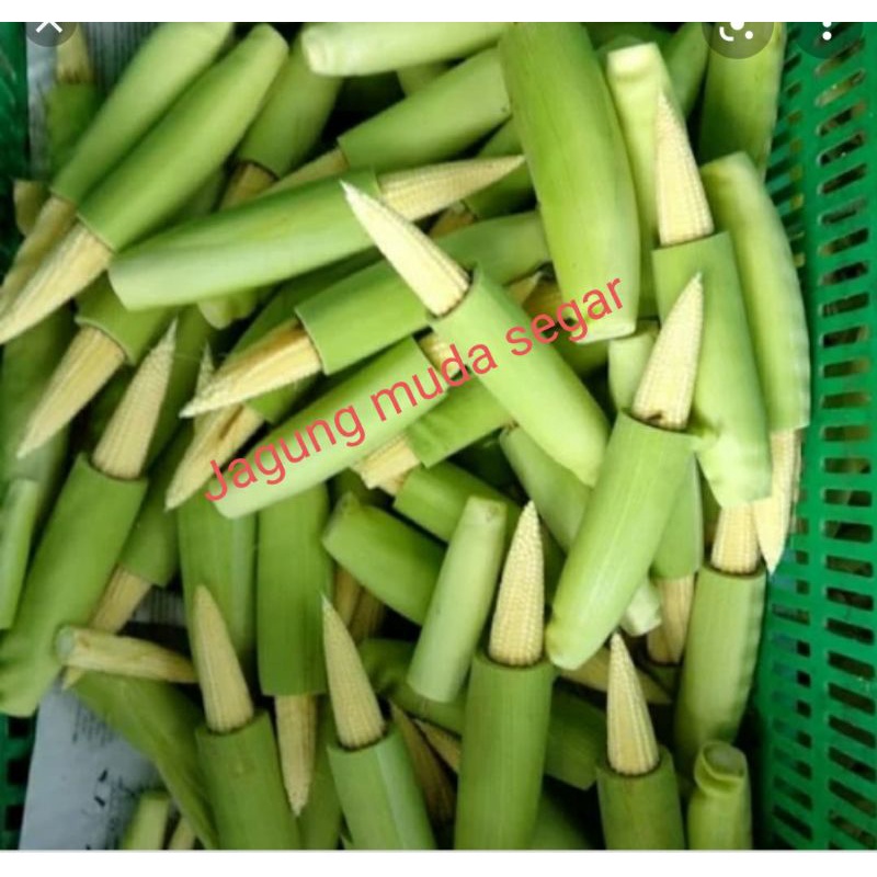 

Putren jagung muda 250grm