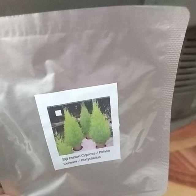 Biji Pohon Cypress / Pohon Cemara / Platycladus Orientalis