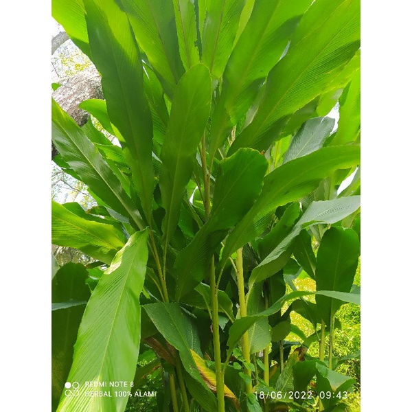 

daun hangasa/wresah pres 1kg + bonus bibit nya