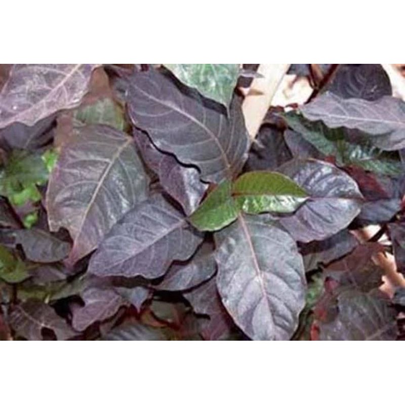 

Jual Daun Handeleum Daun Unggu 250Gram
