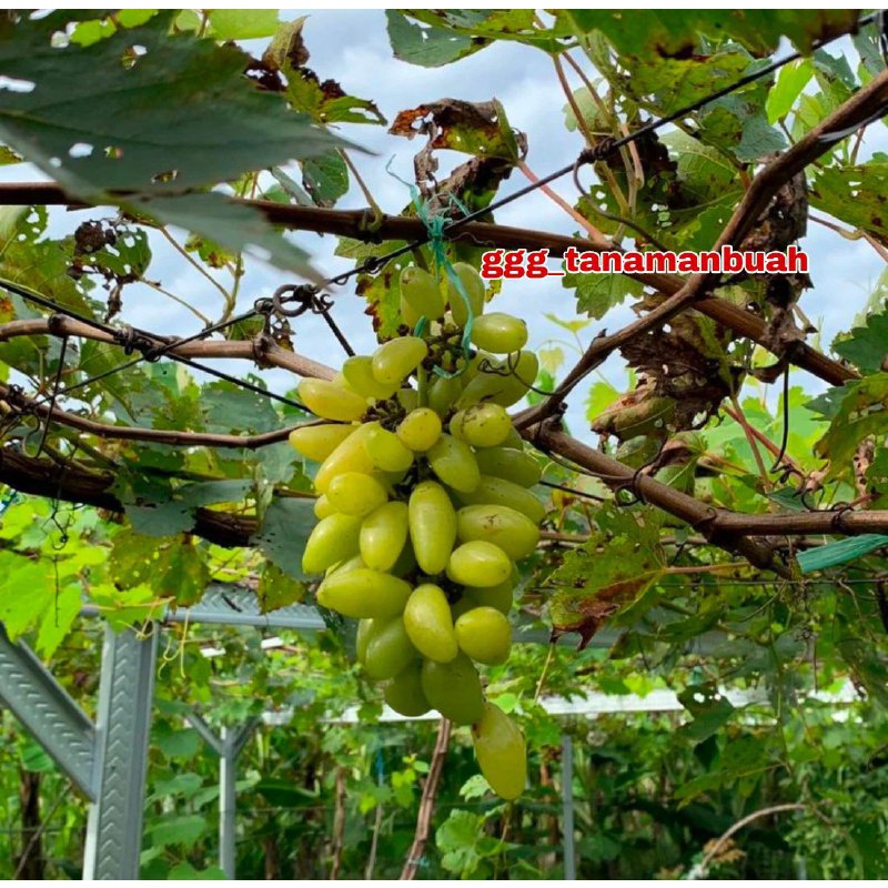 Bibit Anggur Import Banana Super Grafting