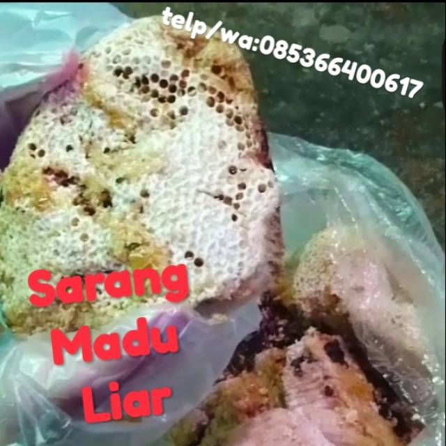 

Madu dan sarangnya