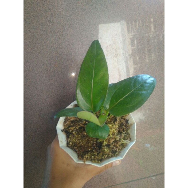 anthurium black dragon
