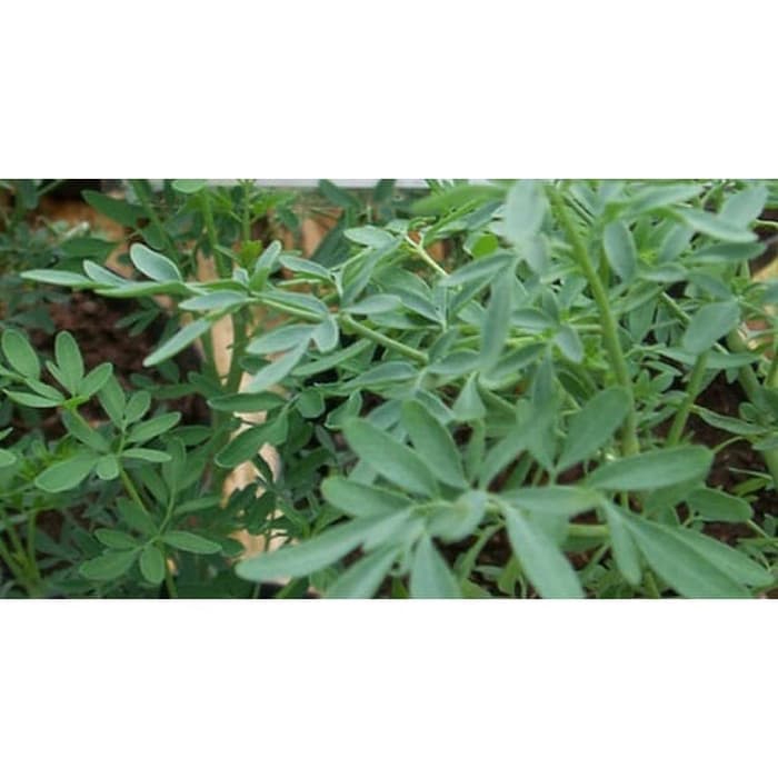 Bibit Tanaman Herbal Daun Inggu