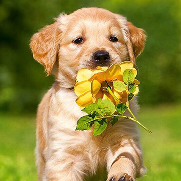 Diy Lukisan Diamond 5d Dengan Gambar Anjing Dan Bunga Untuk Hiasan