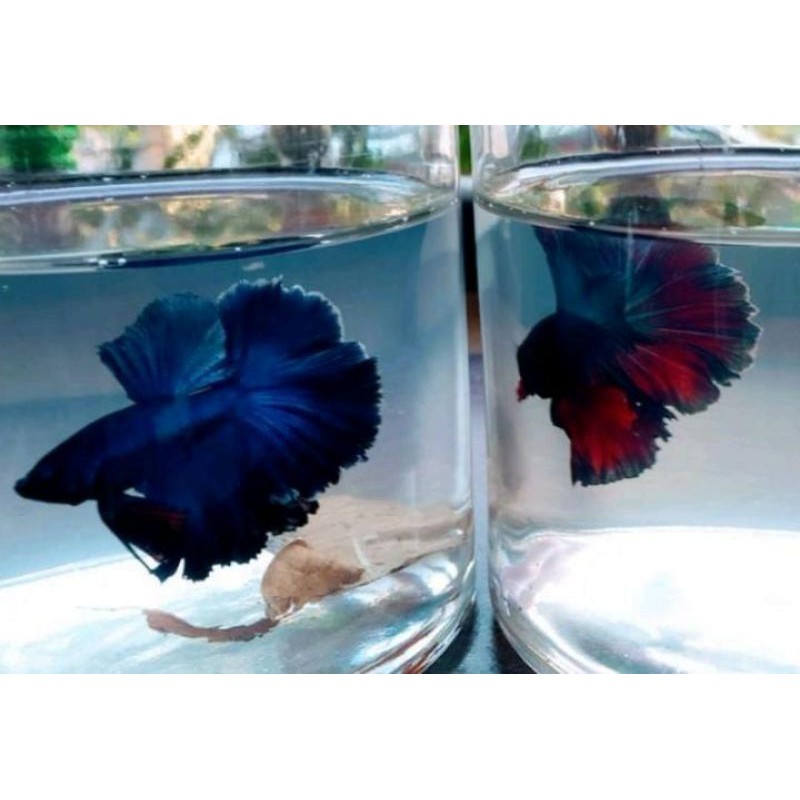 ikan cupang halfmoon lavender