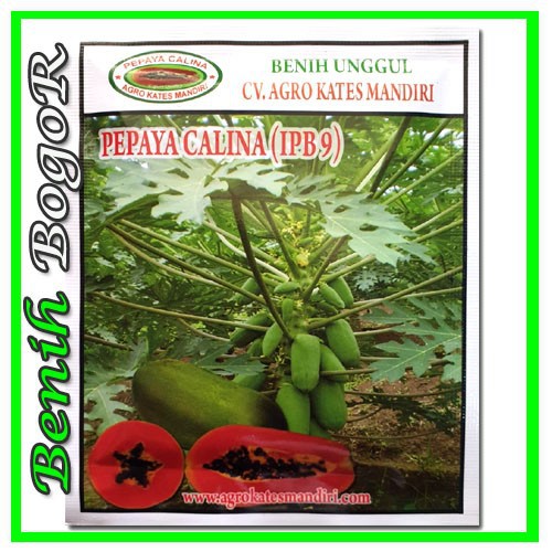 ISI 500 BIJI - BIBIT PEPAYA CALINA IPB9 10GR - BENIH PEPAYA CALINA