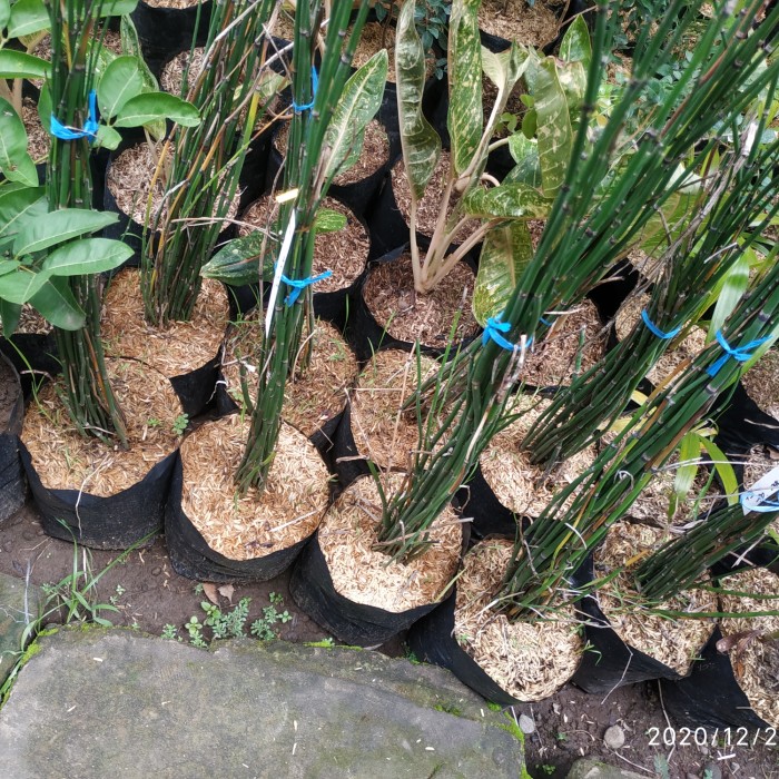 Bibit tanaman bunga bambu air hias