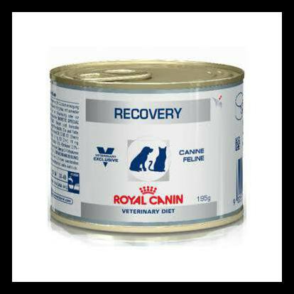 Harga Royal Canin Recovery Kucing Terbaru Juni 2021 Biggo Indonesia