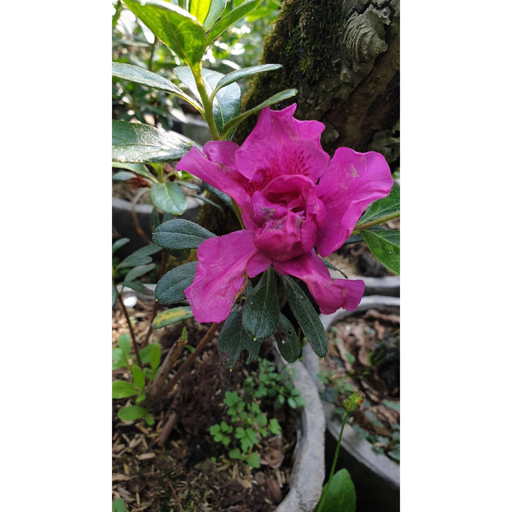 Bunga Azalea - Rhododendron - Rhodies - Tanaman Hias