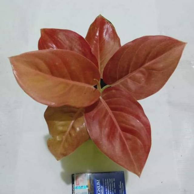 Aglonema kochin brown