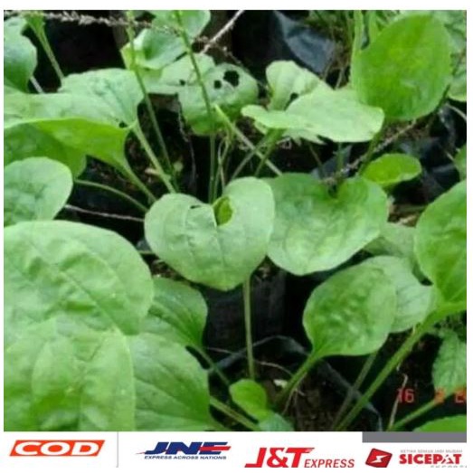 

DAUN KIURAT/BIBIT KI URAT