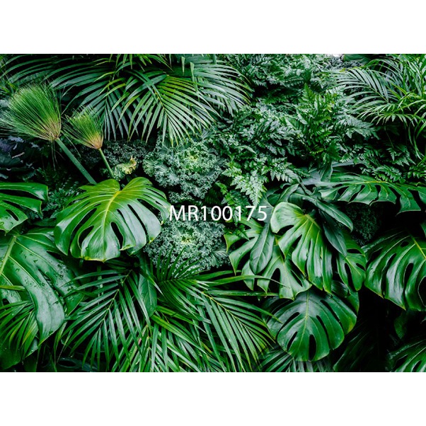 PHOTOWALL MURAL WALLPAPER MURAL DAUN MONSTERA HIJAU 3D 3X5M
