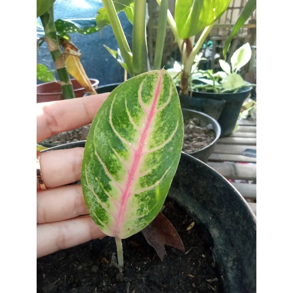 Aglonema dona carmen mutasi