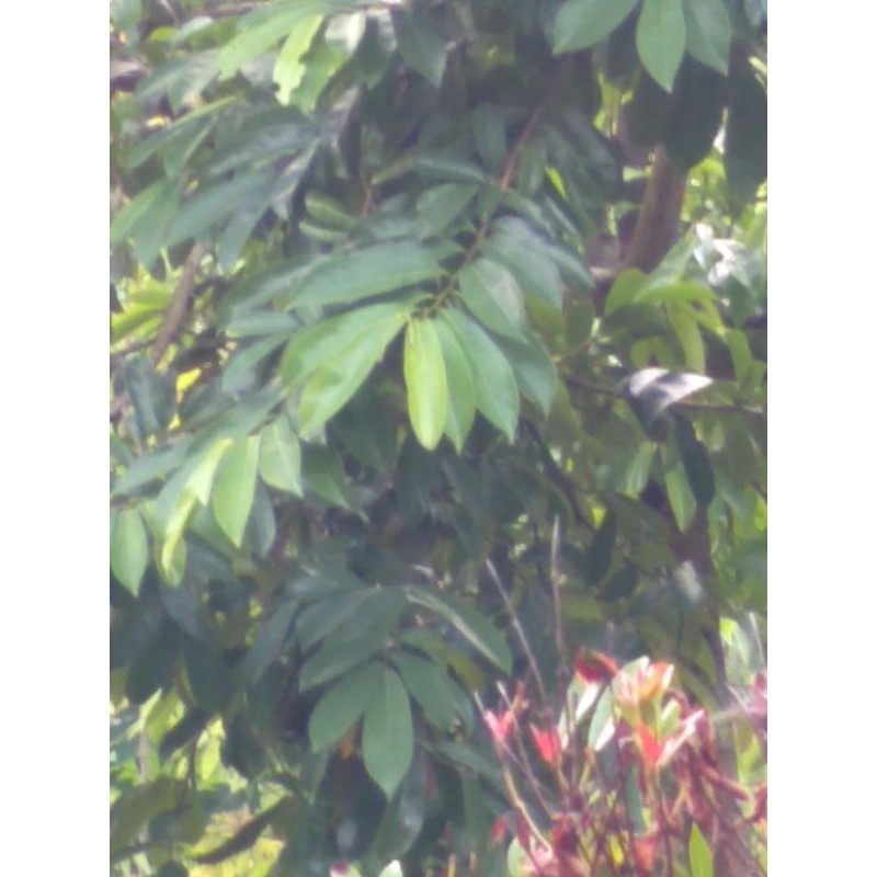 

daun nangkalawanda/sirsak herbal